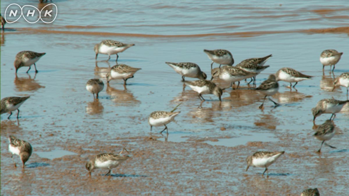 村山千代子 1962murachiyo Twitter