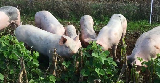 Ecovalia's tweet photo. 📍 Nueva publicación en @EIPAGRI_SP 'Ideas inspiradoras: Pastoreo de cerdos' 🐖 🐖. Carl Sheard habla sobre su sistema de engorde al aire libre y la fase uno de su ensayo. Artículo por @ITABinstitut
#OKNetEcoFeed #H2020 #Feed #Monogastrics.
https://t.co/ri2LamSmcE https://t.co/3U7LCZh2Jj