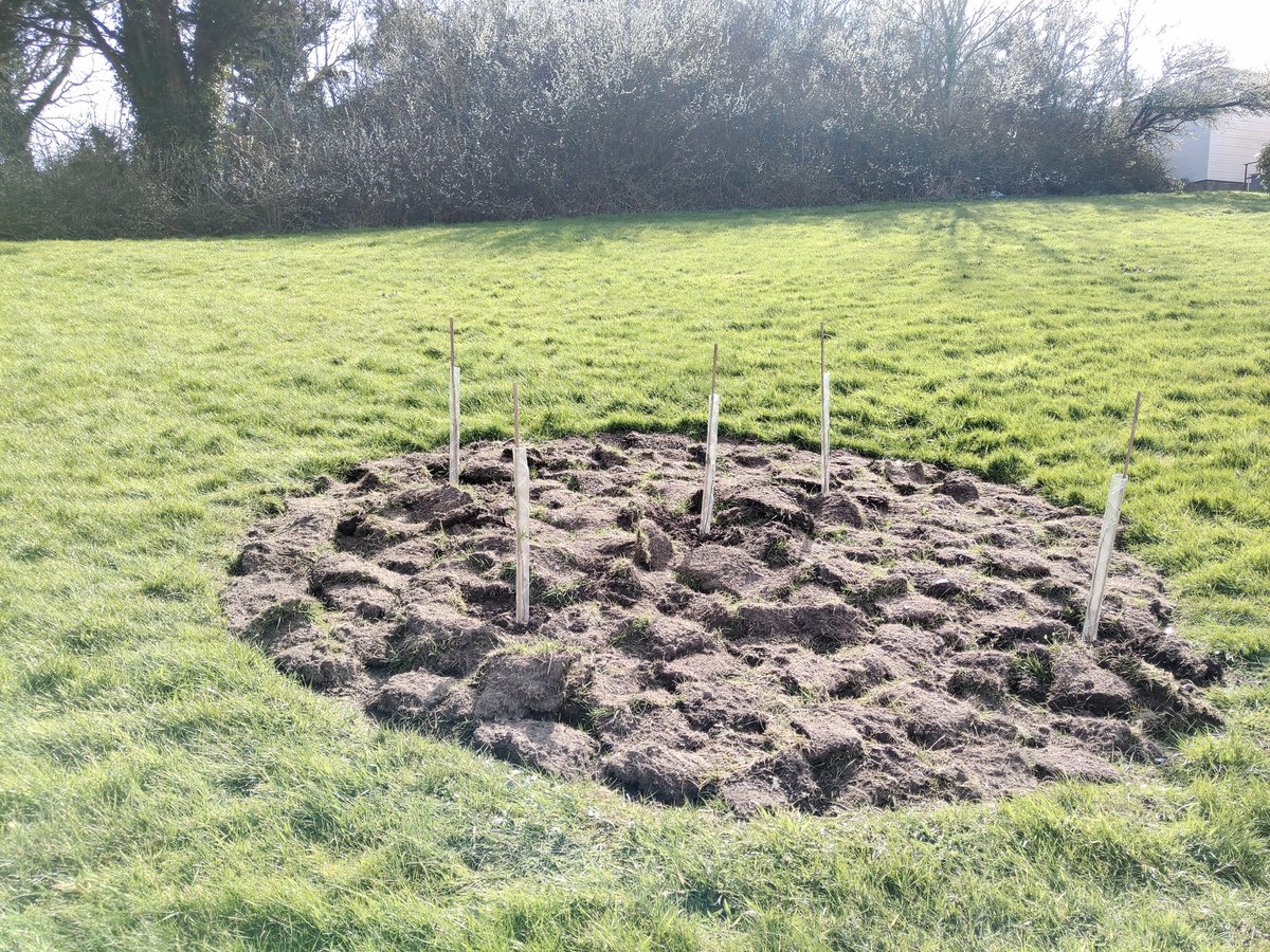 GROWBangor's tweet photo. Following the social distancing guidelines, myself and @TreborthBG planted our @WoodlandTrust trees today. 🌲 Looking forward to seeing them grow! https://t.co/ti8XQuy0Mk