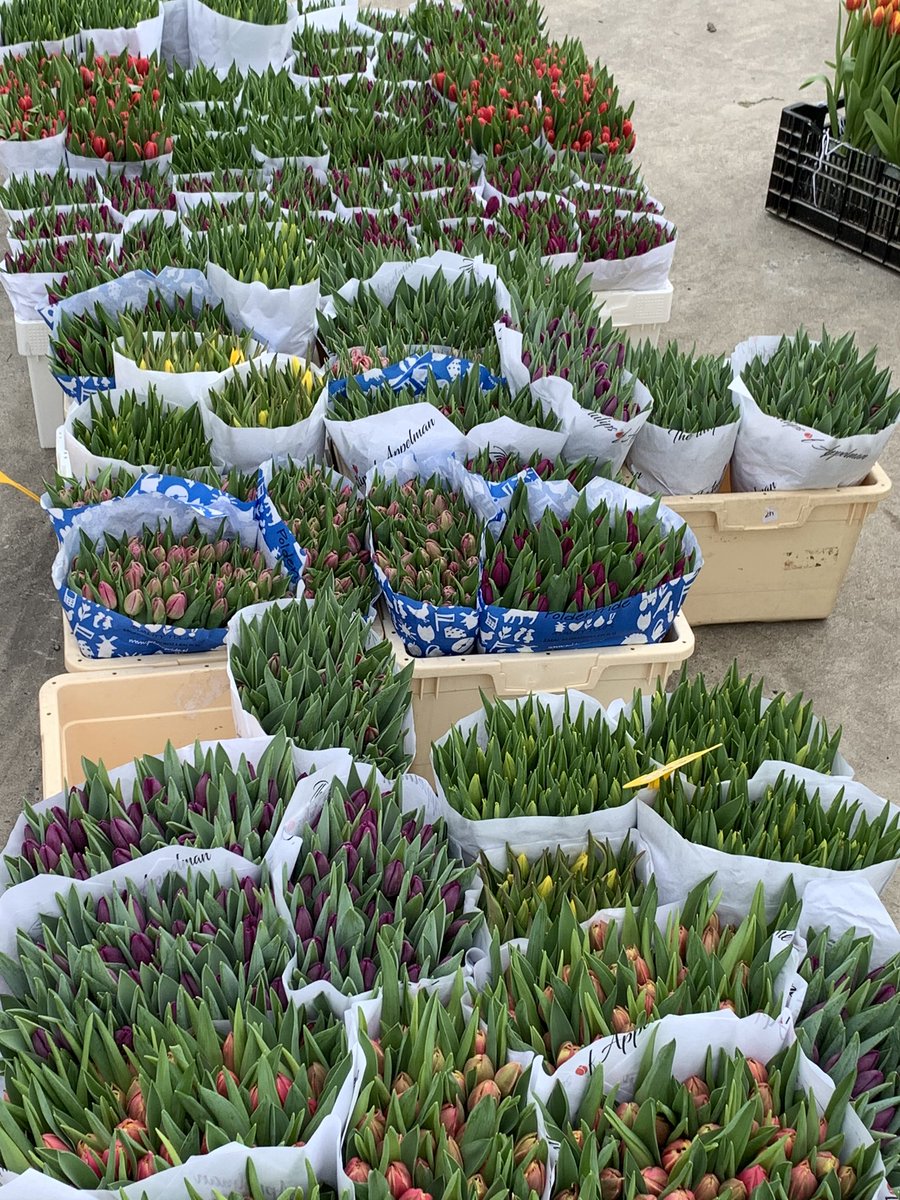 Rijdt u langs de jan glijnisweg 48 in #heerhugowaard neem dan voor €5 groot pak #tulpen mee ! Leg er een bij de buren voor de deur etc. Help Niels het #voorjaar door #buyflowersnottoiletpaper