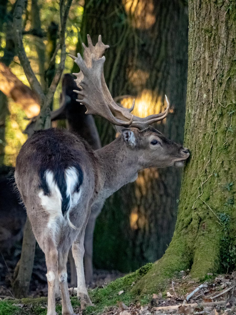 nigelhacking's tweet image. From my garden yesterday