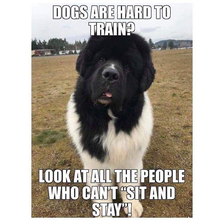 fosteringfoster's tweet photo. Hope you and yours are staying healthy. And staying home if you're able.
#fosteringfoster #savinglivestogether #QuarantineLife #quarantine #encouragingthecarolinas #haha #lifewithdogs #newfoundland #dogs #COVID #CoronavirusLockdown https://t.co/rNNdnKYanE