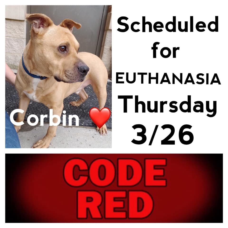 EMluvsPibbles's tweet image. ⚠️🆘CRITICALLY URGENT🆘⚠️
#CORBIN Just 2 yrs old, will be #euthanized for his medical problems.🥴 

💕Volunteer comments💕
“Corbin is a sweet little boy. He is one of my favorites at the shelter!&quot;
👉#PLEDGE #ADOPT #RESCUE #FOSTER #NOKILL💉🚫

facebook.com/guardiansforth…
Columbus, OH