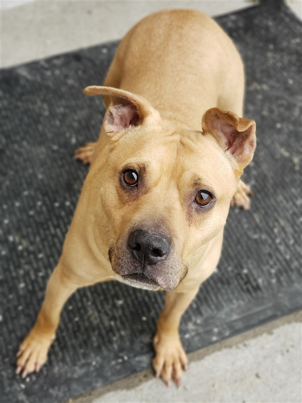 EMluvsPibbles's tweet image. ⚠️🆘CRITICALLY URGENT🆘⚠️
#CORBIN Just 2 yrs old, will be #euthanized for his medical problems.🥴 

💕Volunteer comments💕
“Corbin is a sweet little boy. He is one of my favorites at the shelter!&quot;
👉#PLEDGE #ADOPT #RESCUE #FOSTER #NOKILL💉🚫

facebook.com/guardiansforth…
Columbus, OH