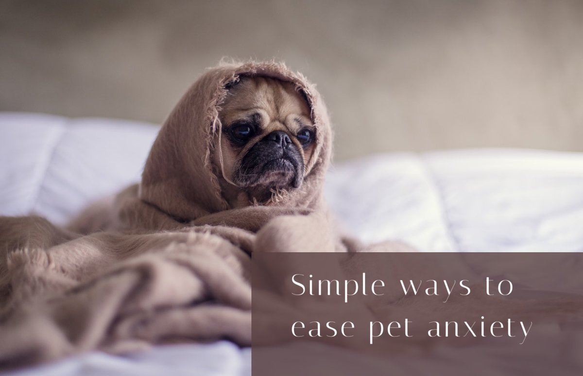 petmedella's tweet photo. What options are there to help our four legged family members that struggle with anxiety? Have you considered these:
🔸CBD 
🔸Socialization 
🔸Obedience training 
🔸Exercise 
🔸Nutrition 
🔸Consider the @petmedella  test to find any bioenergetic root causes!
#petmedella #anxiety https://t.co/LMEuXwzmv3