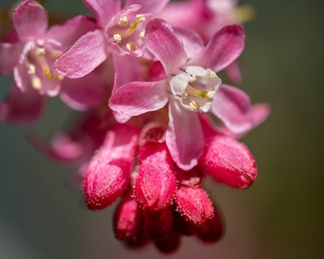 innerlightuk's tweet photo. Garden picture the day 
#macrophotography #macro #blossom #plantphotography #xt3 #fujifilm #fujifilm_xseries #fujifilmxt3 #fujilove #fujiholics #kentphotographer https://t.co/pZ0O0Tze29 https://t.co/7vcq4xrHQ3