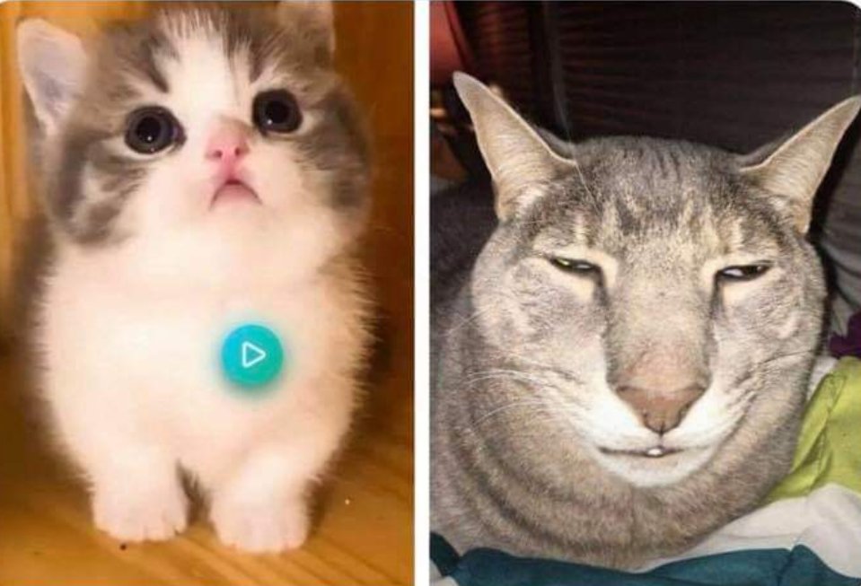 Ticktokers's tweet photo. Gatos chinos en TikTok / Mi gato https://t.co/4NJ7nhkCbv