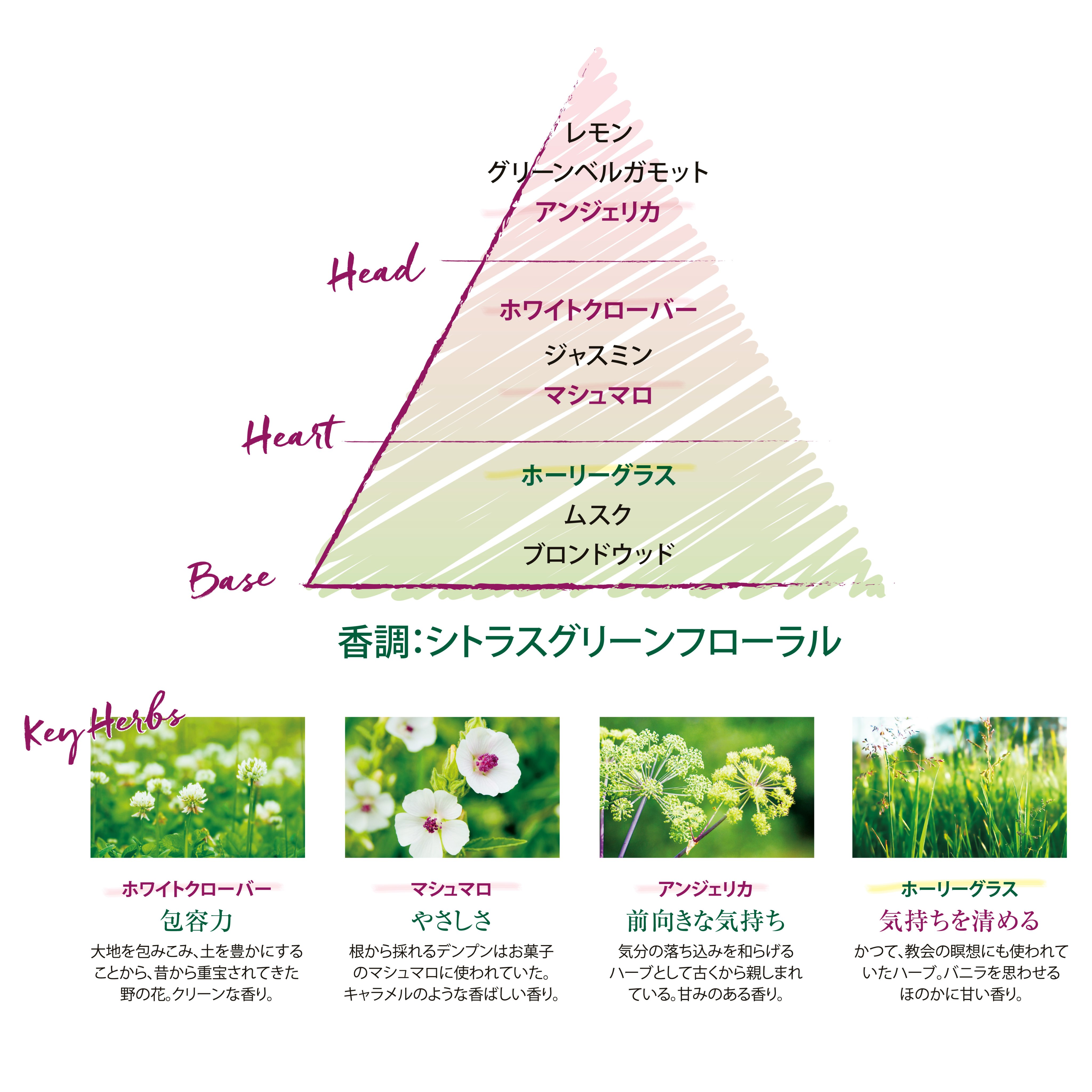 Loccitane Jp エルバブランシュ香りの詳細 香調 シトラスグリーンフローラル Key Herbs 南仏のハーブや花たち ホワイトクローバー マシュマロ アンジェリカ ホーリーグラス みなさんの口コミはモーメントから T Co