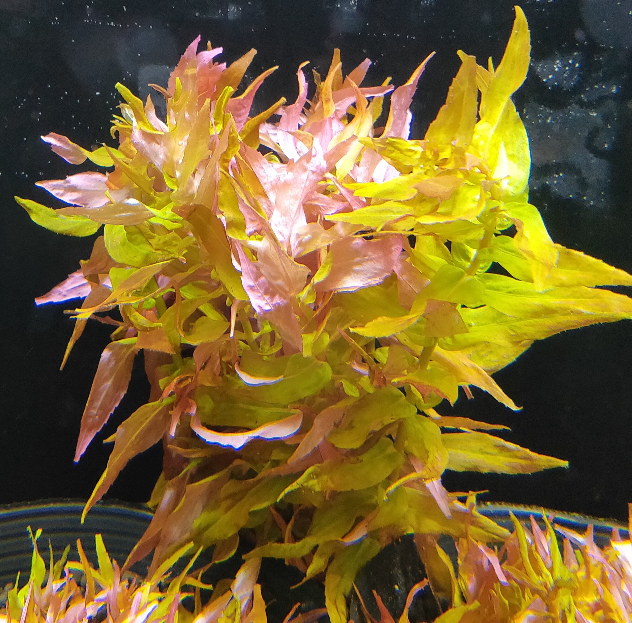 キボーデコ ロタラ マクランドラ シモガ トリミングしました 差し戻し後は成長点がいじけやすいです 巨大化するロタラマクランドラです あと丈夫 水草 ロタラ ロタラマクランドラ ロタラマクランドラシモガ T Co Kxqhn8efni Twitter