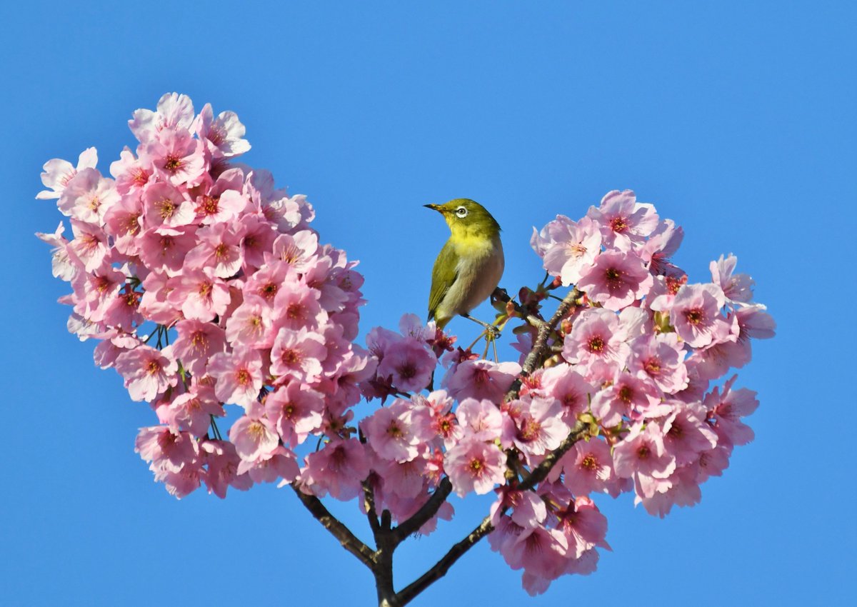 公式 横浜市立よこはま動物園 ズーラシア Twitterren 休園日の ズーラシア に桜の船に乗って メジロ が遊びに来てくれたようです Zoorasia 出会いの季節 別れの季節 休園中の動物園水族館