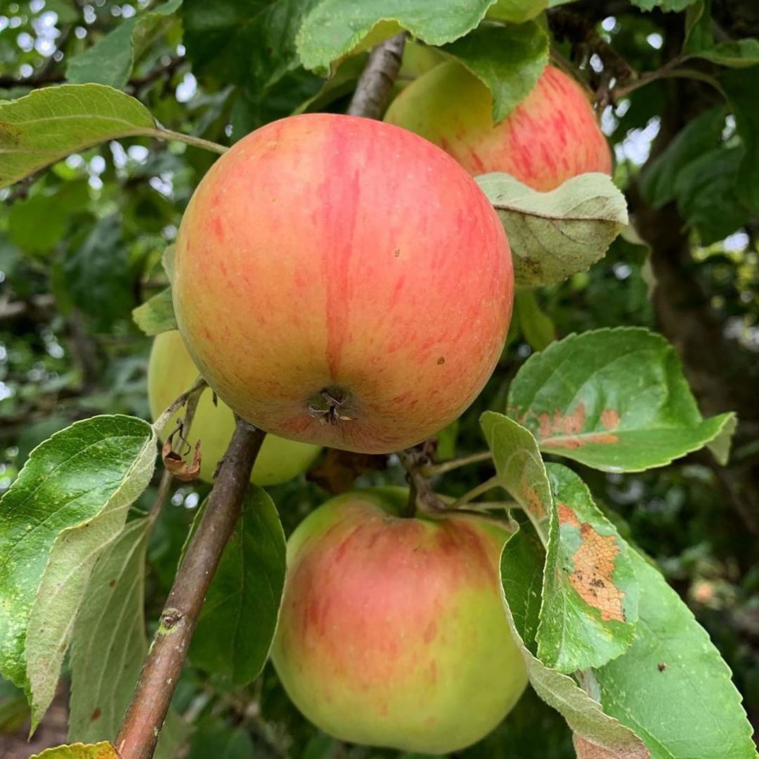 ecotatpro's tweet photo. Plans have been announced in #Copenhagen to plant public fruit trees in green spaces such as parks, playgrounds and many more. 🍇 https://t.co/S4EBybhVMn