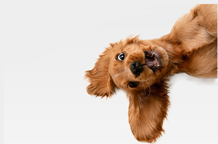 jefferson_alica's tweet photo. https://t.co/f8Rin9uvJs
8+Amazing Best Dog Shock Collars For 2020
#Dog #Dogs #Dogcollars #Dogshockcollars #Hellowdog
#Dogbreeds #Dogneed #Dogaccessories https://t.co/ZF5RNZTEd1