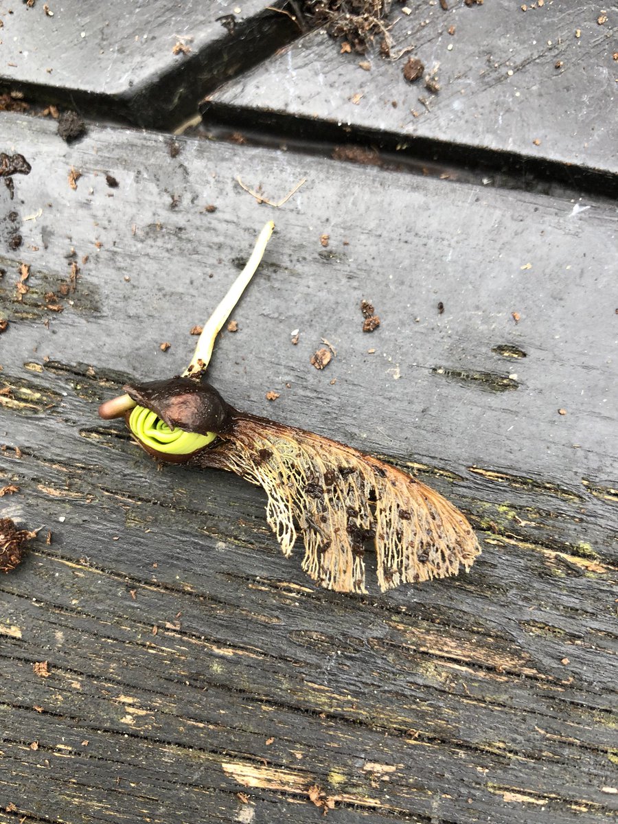 King’s Biology tweet media