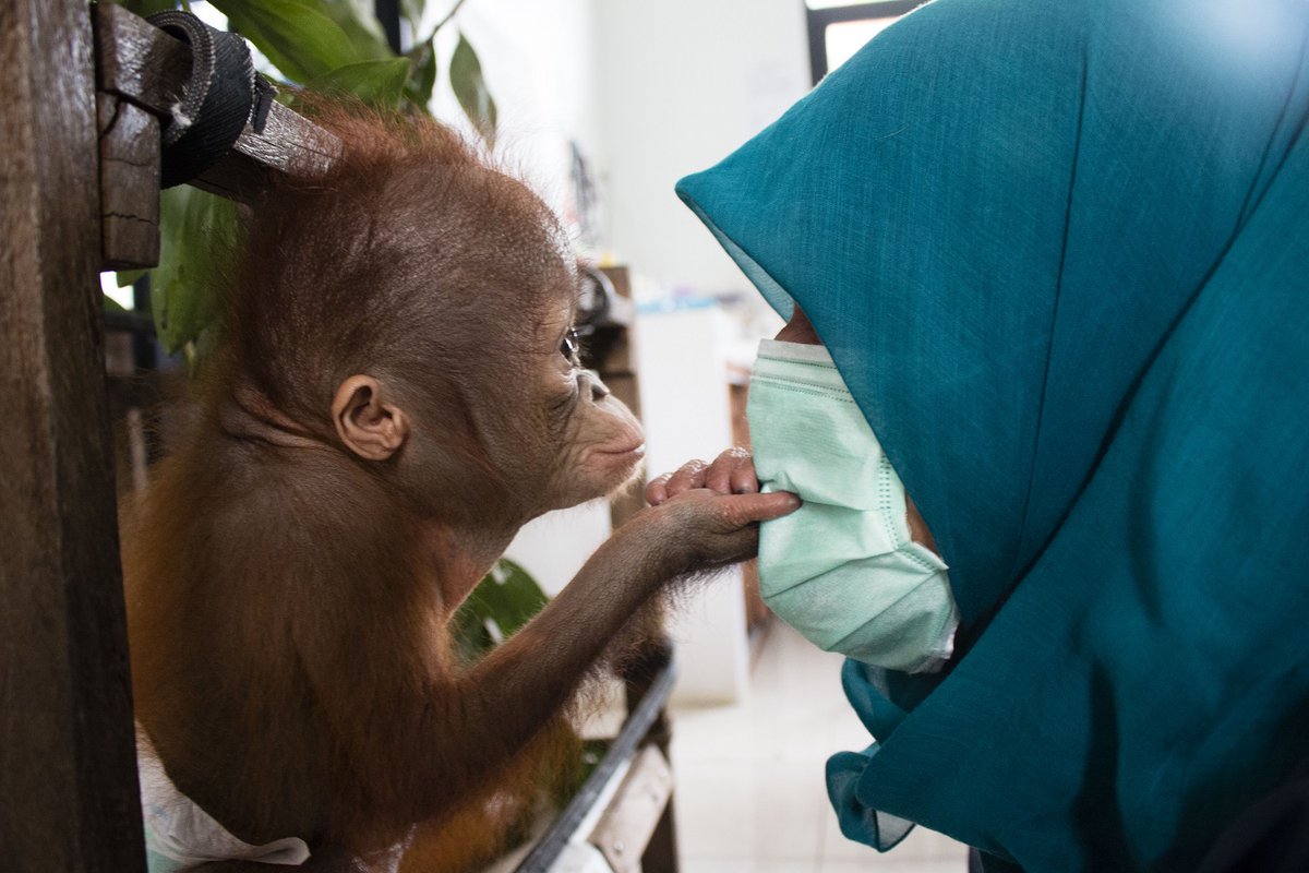 Deze indrukwekkende, maar treurige documentaire van <a href="/EOnl/">EO</a> toont de slechte praktijken op Borneo en citeert experts die pleiten voor duurzame #palmolie.  Alleen dan is er nog hoop voor de orang-oetan! ow.ly/BLyK50ySIeb 
Meer info: ow.ly/4FJp50yTVMR