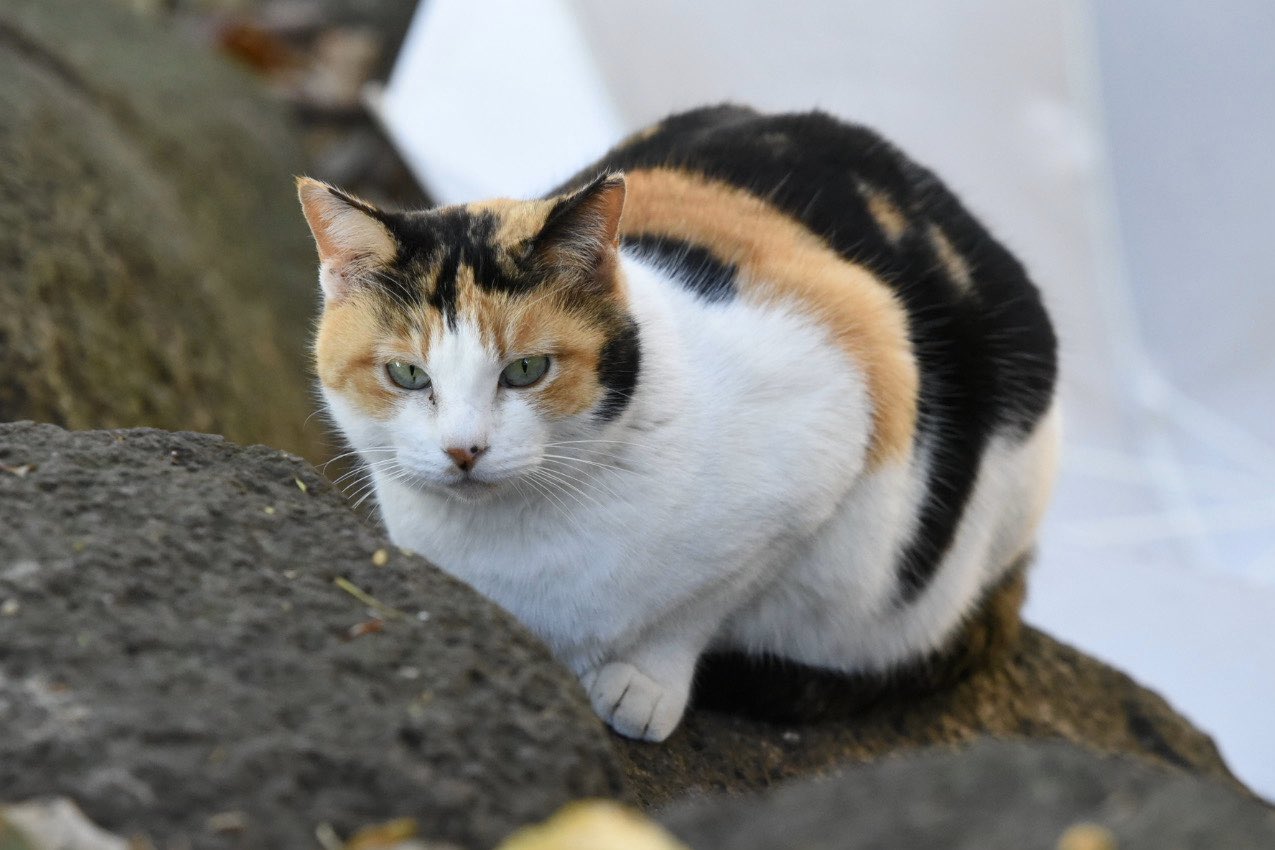 にょーたろー 東京で一番猫が多い公園とウワサの大井ふ頭中央海浜公園に来た のはいいんだけど 主要猫スポットのスポーツ公園側は工事中で立ち入り禁止 運河側を歩き回ってやっと見つけたけどたったの4匹 はるばる来たのにwwwツライwww東京砂漠www