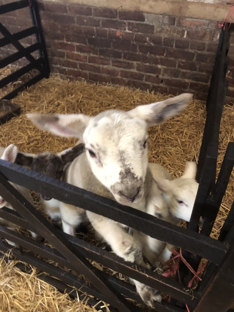 A little bit of normality in the world feeding these lovely lambs #Britishfarming #veryneededrightnow #springlambs