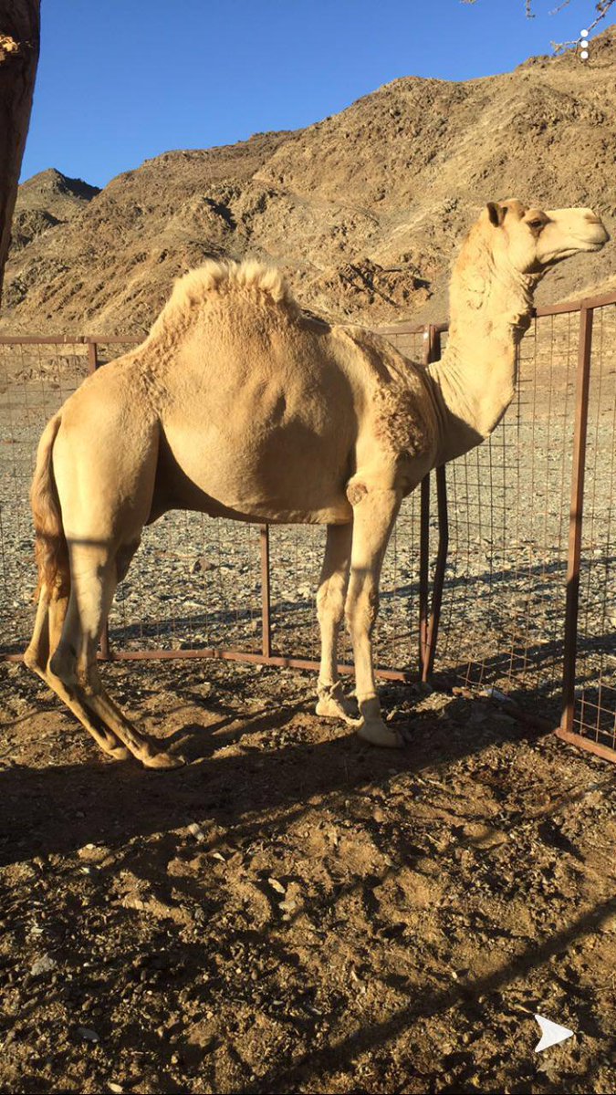 h83yjhYLLihB6O2's tweet photo. العالمي سبوق بيده 
الاب خوف بعير فلاح سند الجهني 
الأم حره منتج 
المالك الشيخ نواف حمدان المرواني 
المواقع الماراميه https://t.co/5Dl5h7vWo1