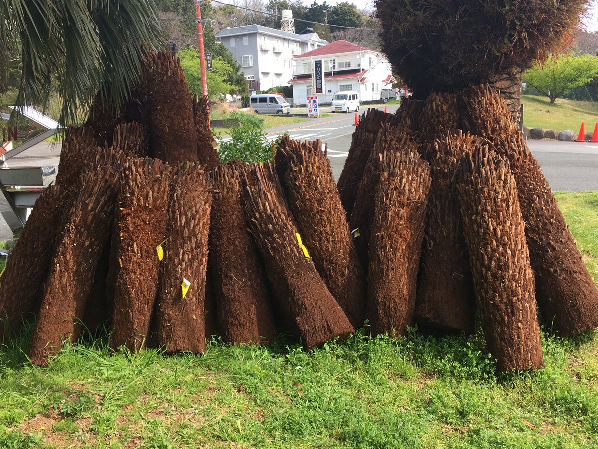 Big In Sur Twitter ディクソニアアンタルクティカ入荷致しました オーストラリア産の希少種 爬虫類エキゾチックアニマルのマニア様などからも人気が高い ジュラシックツリー 爬虫類 魚類など国外輸出が厳重に行われている オーストラリアですが植物も同じです