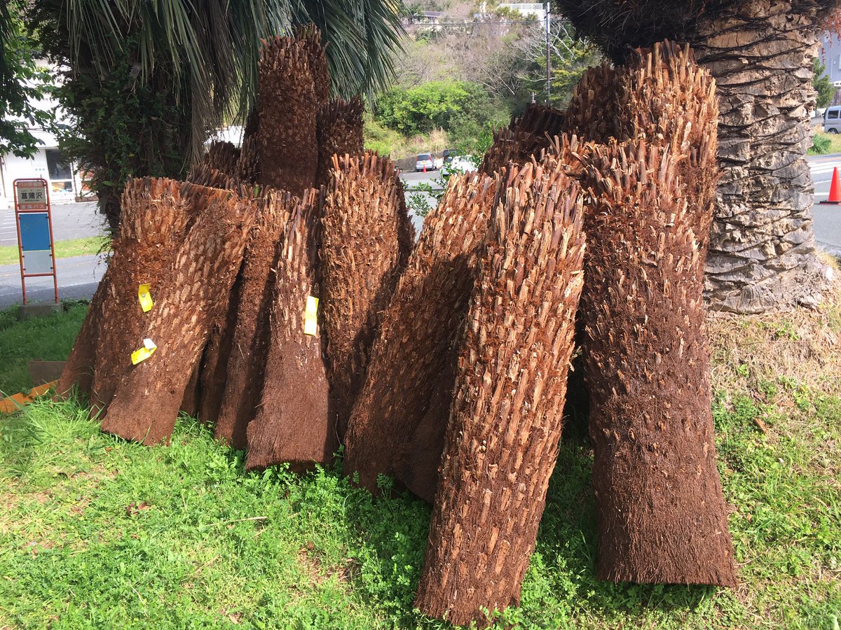 Big In Sur Twitter ディクソニアアンタルクティカ入荷致しました オーストラリア産の希少種 爬虫類エキゾチックアニマルのマニア様などからも人気が高い ジュラシックツリー 爬虫類 魚類など国外輸出が厳重に行われている オーストラリアですが植物も同じです