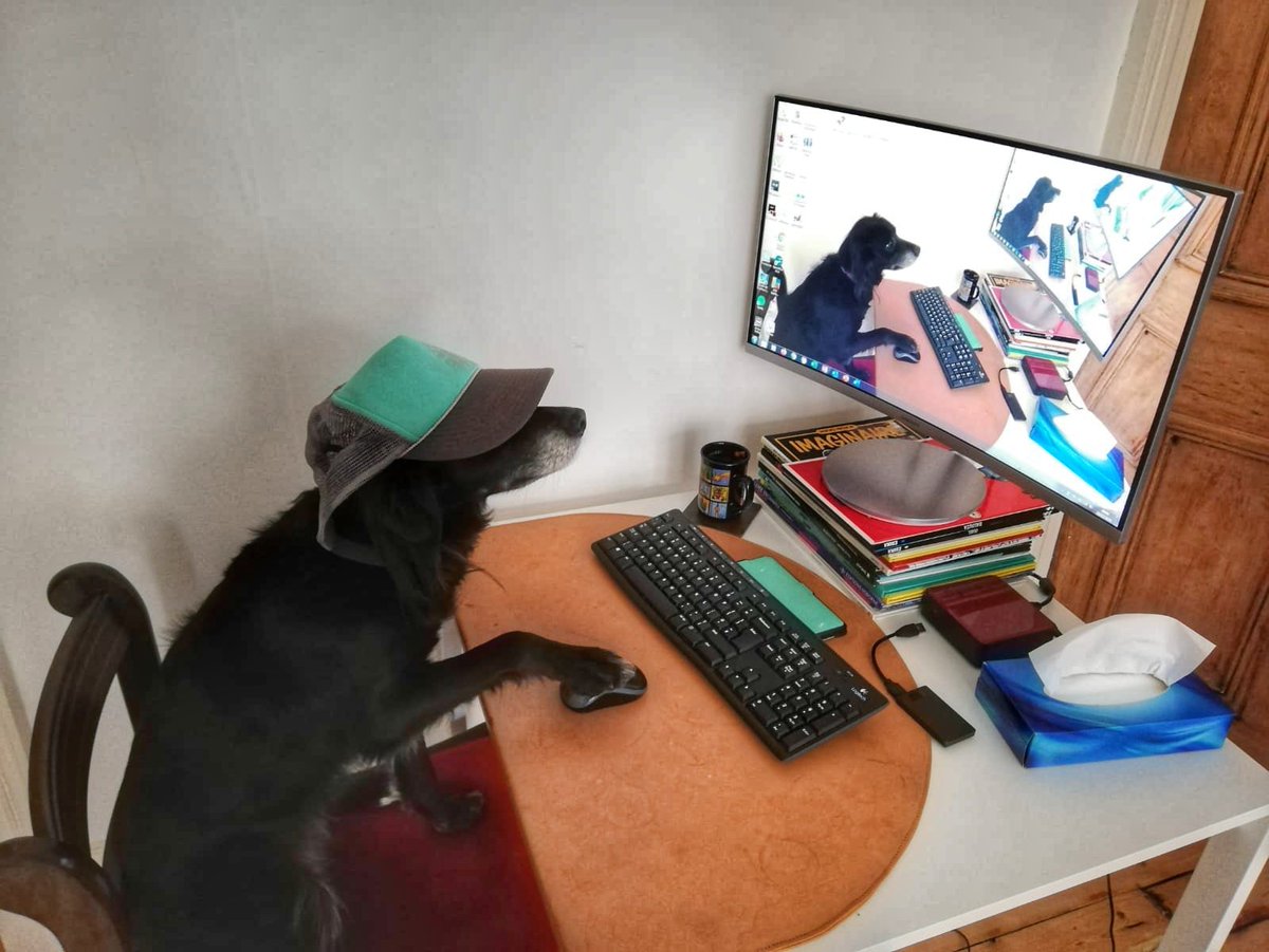 HodgeEwa's tweet photo. WFH day 5 : I'll be working but I'll be hiding under a hat while I do it. Didn't like outside anyway.
#dogception https://t.co/3nKeWB17uP