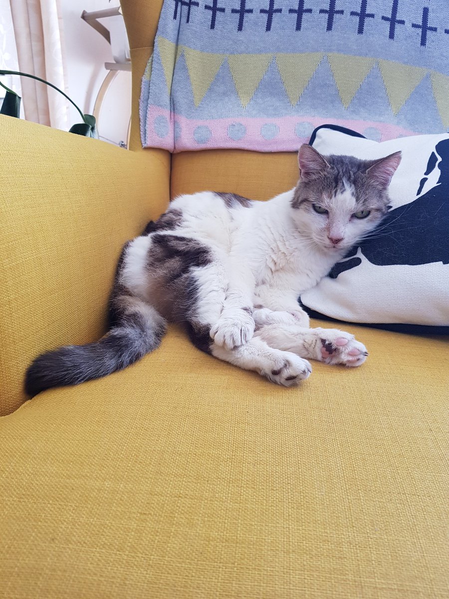lousiekat's tweet photo. @uwanews Rosie the former foster is unimpressed #PetsOfUWA https://t.co/SqwIIgcdl1