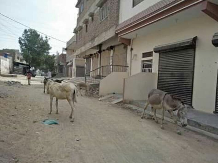 MAddY_ZaiDi's tweet photo. Germany Ma Loins Choray Awaam Ghar Se Bahar Na Niklay
Pakistan Ma Donkeys Choray.
#COVID19Pakistan 
#LoinsDonkeyPakistan https://t.co/Nk6I7ClIPu