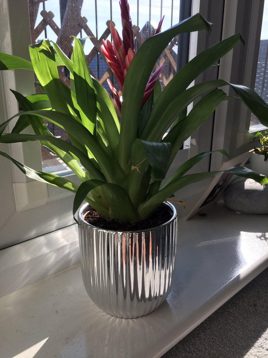DofE_Aaron's tweet photo. @DofESouthEast @DofESouthEast The one and only plant in my house that I haven’t managed to kill yet! #plantgraveyard https://t.co/byrgi4vlVX