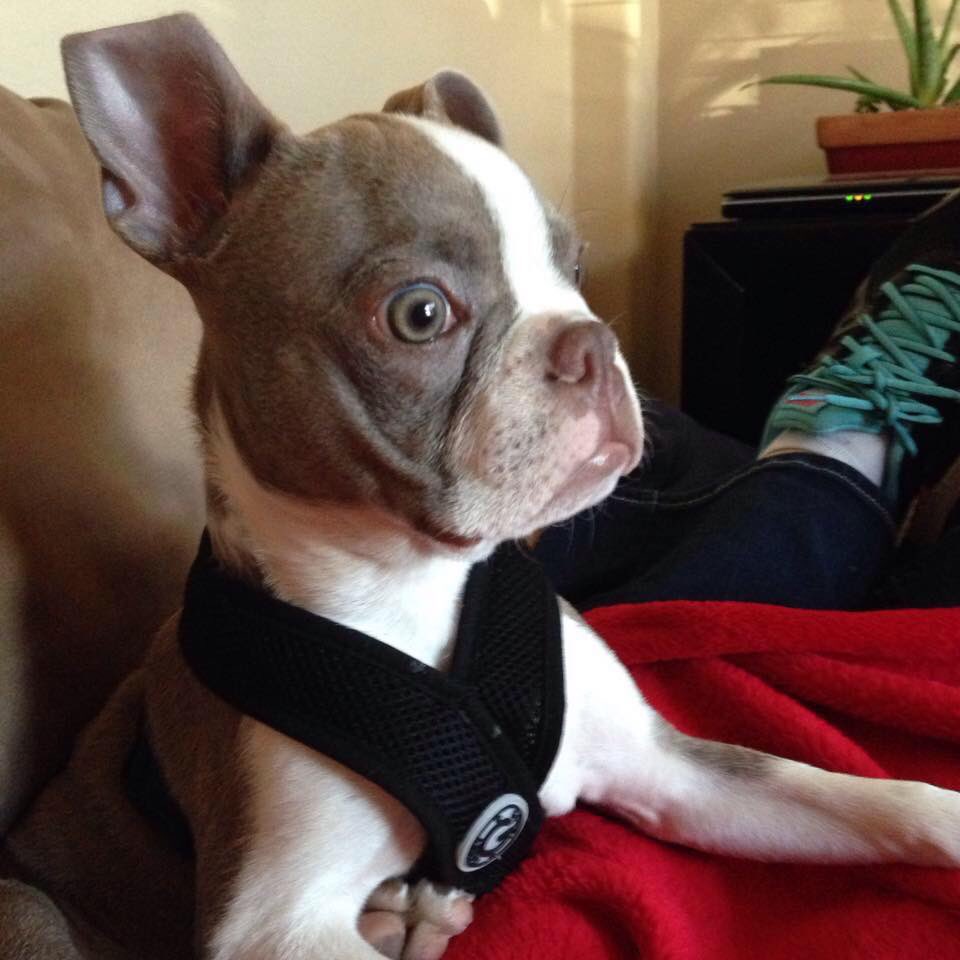 mavid221's tweet photo. @bterrierdogs Bruce 4 months old https://t.co/GhHXK8L76M