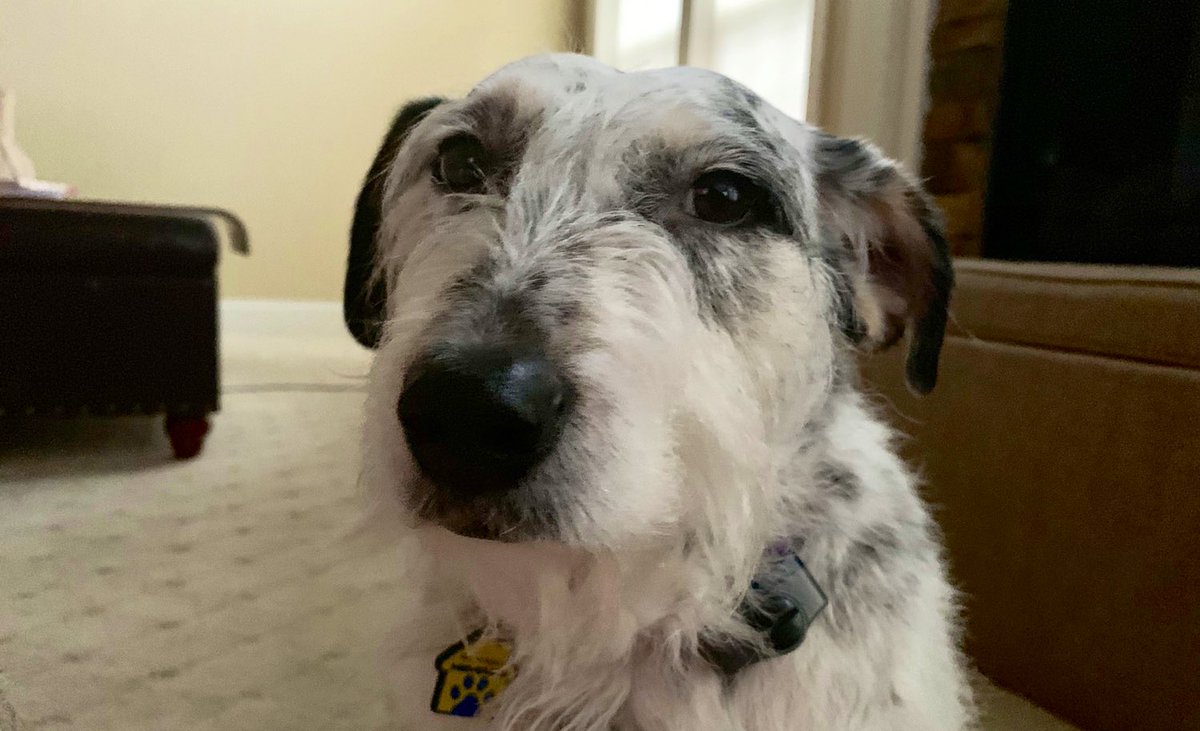 Well frens, I didn’t think things could get much worse, but today I found out I’m adopted... 😱
#dogsoftwitter #adoption