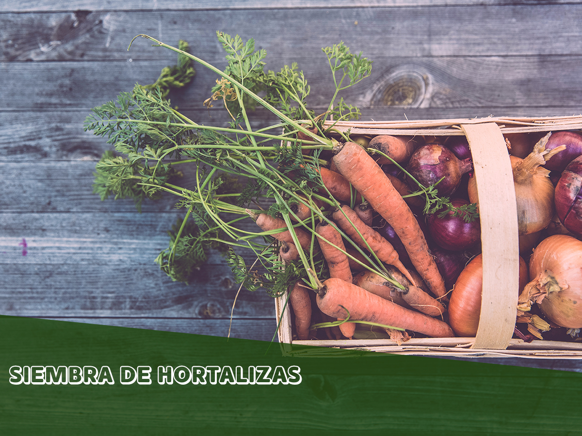 Para que la cosecha sea un éxito, es importante saber el periodo de siembra y de cosecha.🌱 Te dejamos algunos consejos y un calendario de fechas para que tu cosecha de hortalizas sea 🔝➡ bit.ly/2TDW5Mm

#MaquinariadeJardineria #Jardín #Cultivo #Artículo #Hortalizas