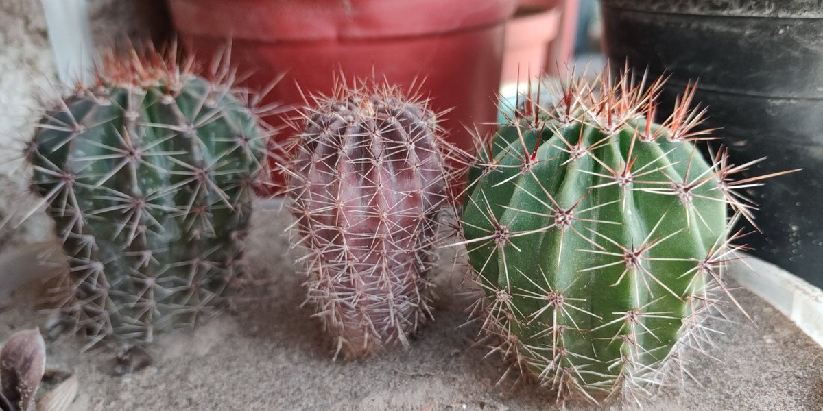 Huda_AlAzzawi's tweet photo. يتعافى المرء من يشوف صباراته الحلوات منشنشات 😁💚🌵
#Cactus
#CactusTweets https://t.co/V1QhoUp3qq