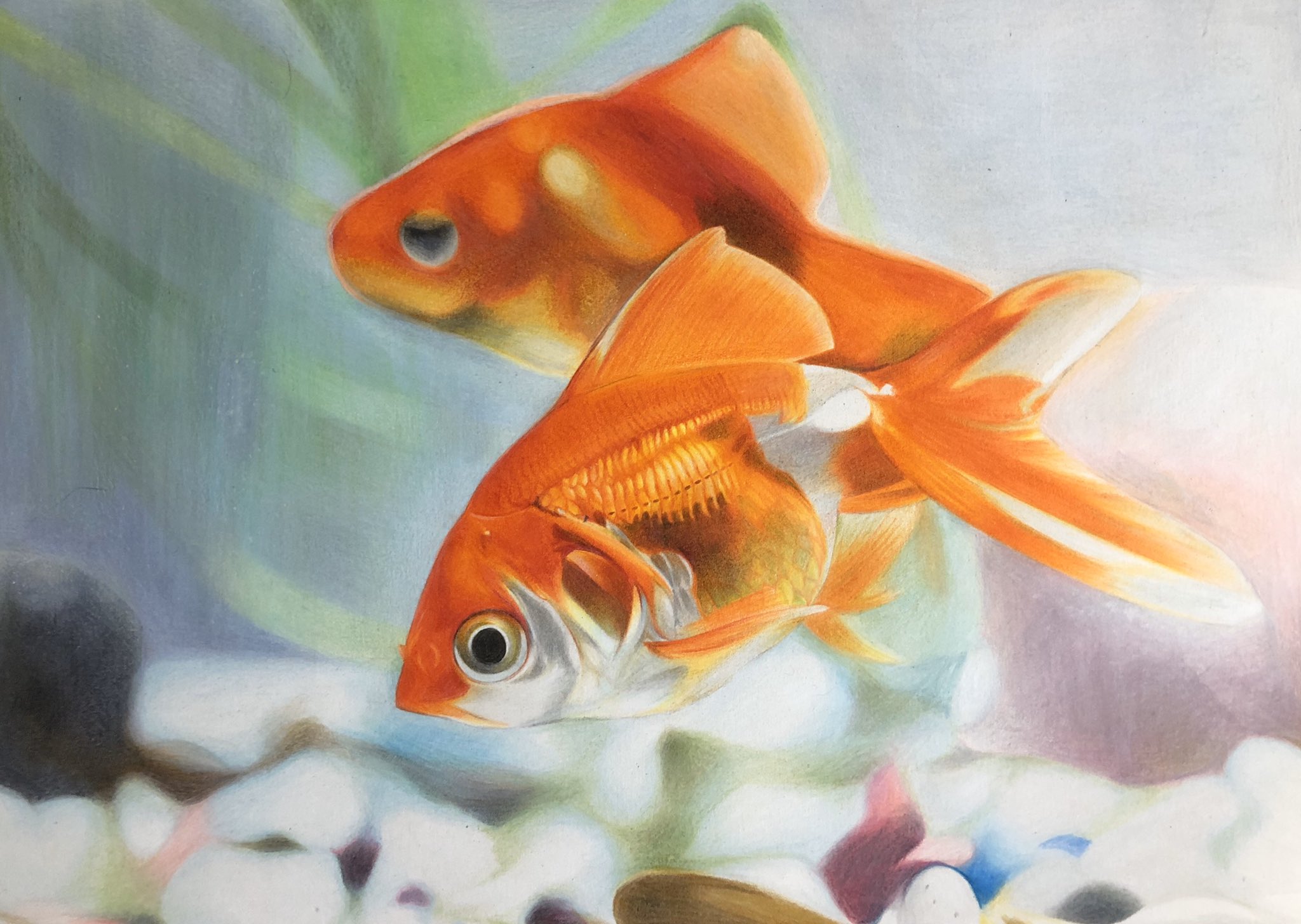 えーじ お絵描き村ｎo 7 色鉛筆で金魚描きました T Co Ndkouyfwww Twitter