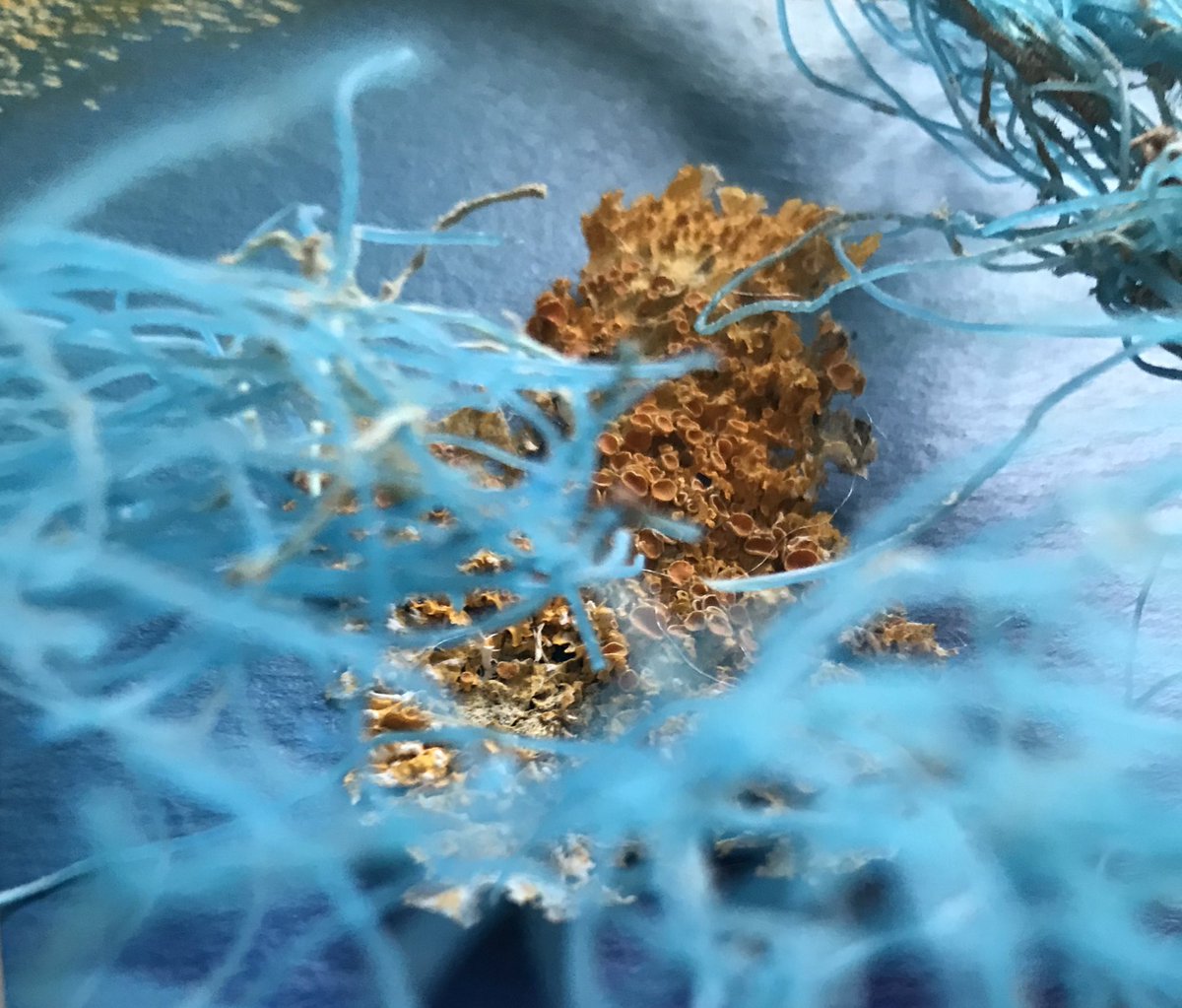 CreativeDynamix's tweet image. You might notice me using the #plenty2share tag a lot - it’s my #Covid19 global pandemic response project, I’m back in the studio making art more info &amp;amp; background to the project roisinmarkham.wordpress.com/2020/03/24/ple… please RT &amp;amp; request/nominate someone for plenty &amp;amp; plenty to share