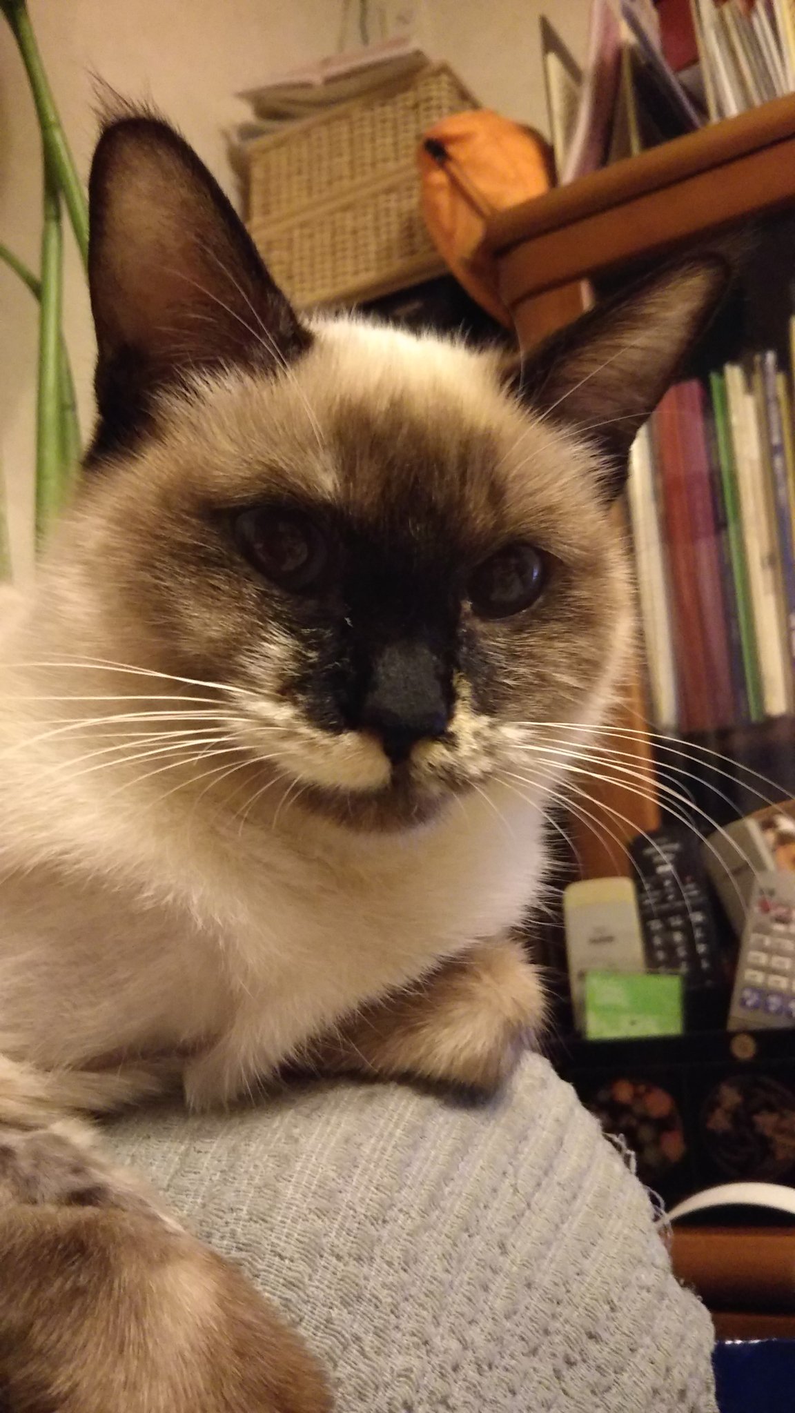 猫の車酔い Twitter Search Twitter