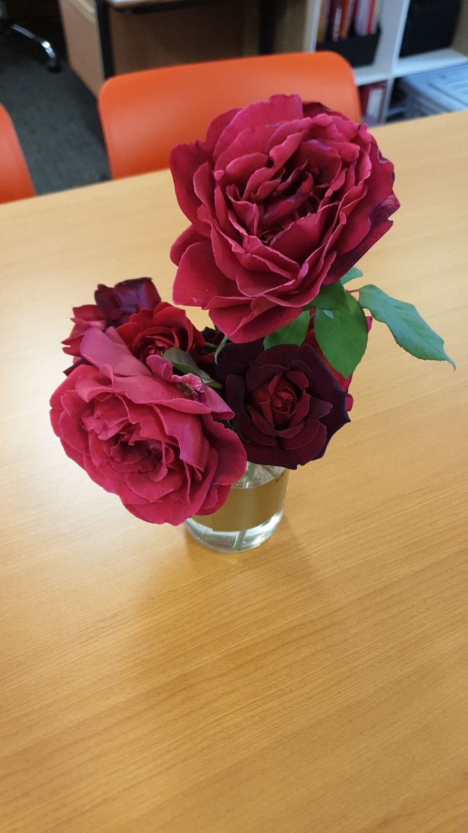 I took this in this morning for my staff from my neighbour's garden. To remind us to stop and smell the roses. Am still e-mailing staff and making videos of myself for students so they feel safe and connected. All while also trying to be a semi-decent mum to my 4yo. #wegotthis.