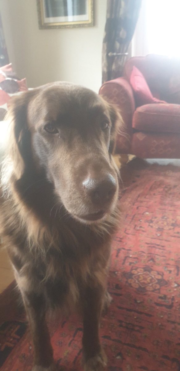 NicUalraig's tweet photo. #isolationdogs one ex-hakkisack. @RycoteUK https://t.co/BLmTejl88Z