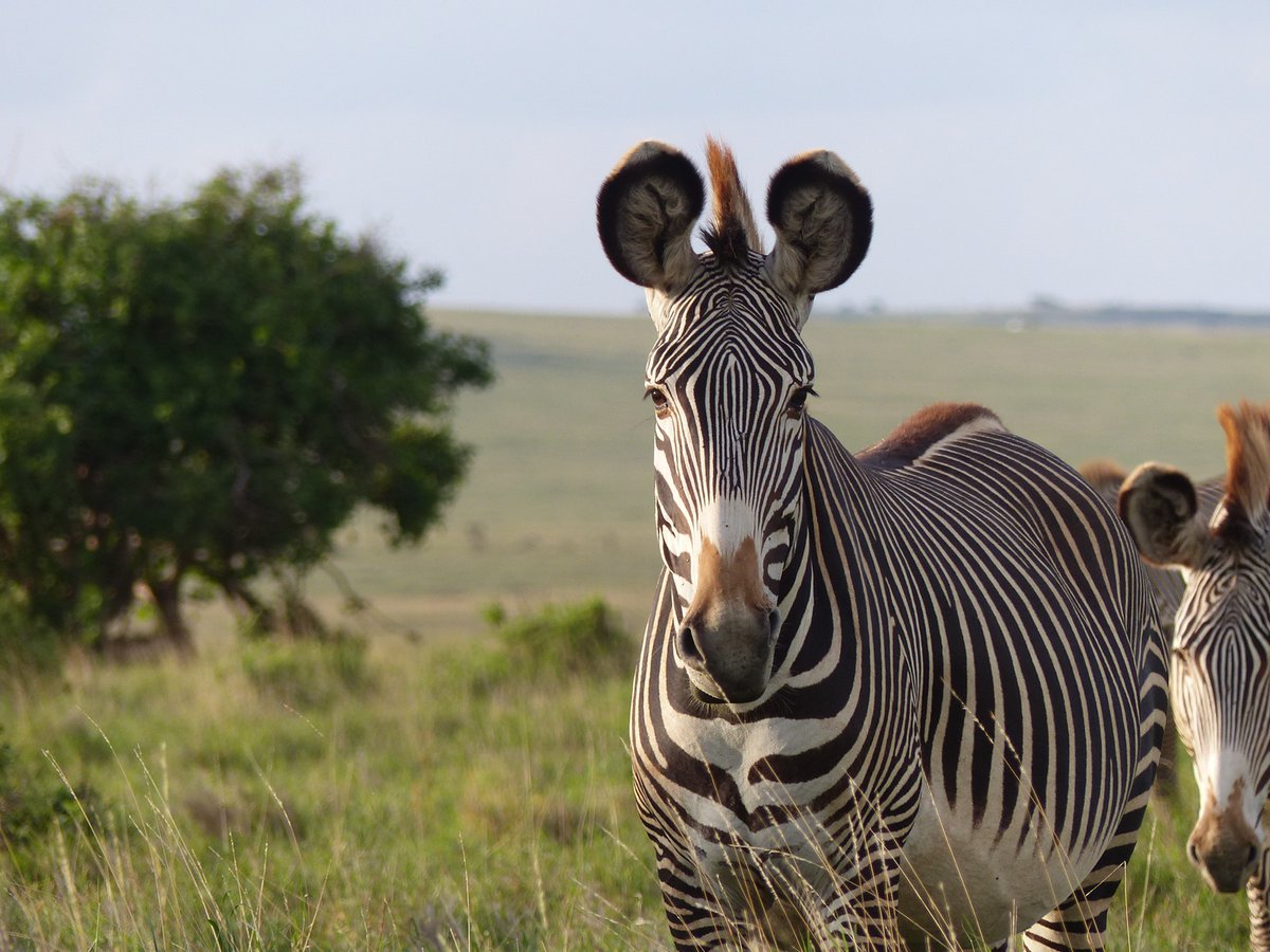 seagirlreed's tweet photo. So it turns out zebras do social distancing as well!   https://t.co/rMMiUE3xMR https://t.co/VrDvo0qnY1