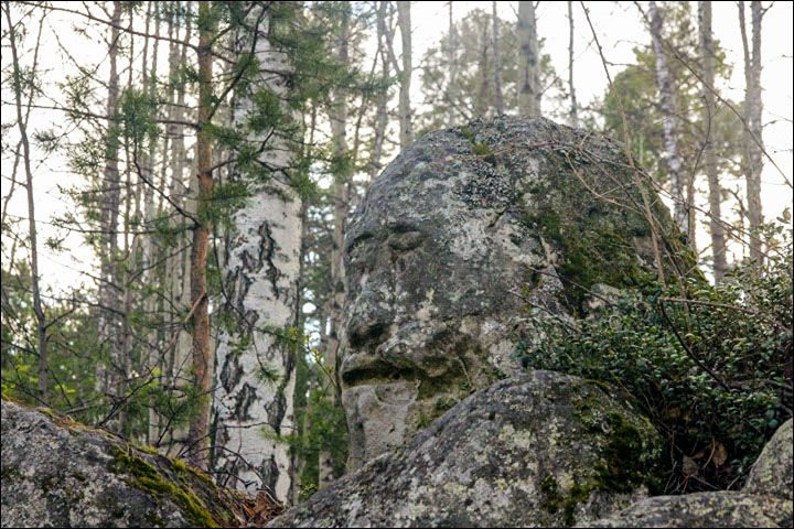 AlessiaBirri's tweet photo. Volti di pietra della foresta siberiana russa vicino a #Krasnojarsk, datati 1.500 anni, opera degli #SCITI (nomadi di ceppo indoeuropeo); i volti all'origine avevano tratti europei, modificati nel Medioevo da popolazioni mongoliche; alti 1 metro e mezzo, forse ritraenti Sciamani. https://t.co/NJoPsH4A9G