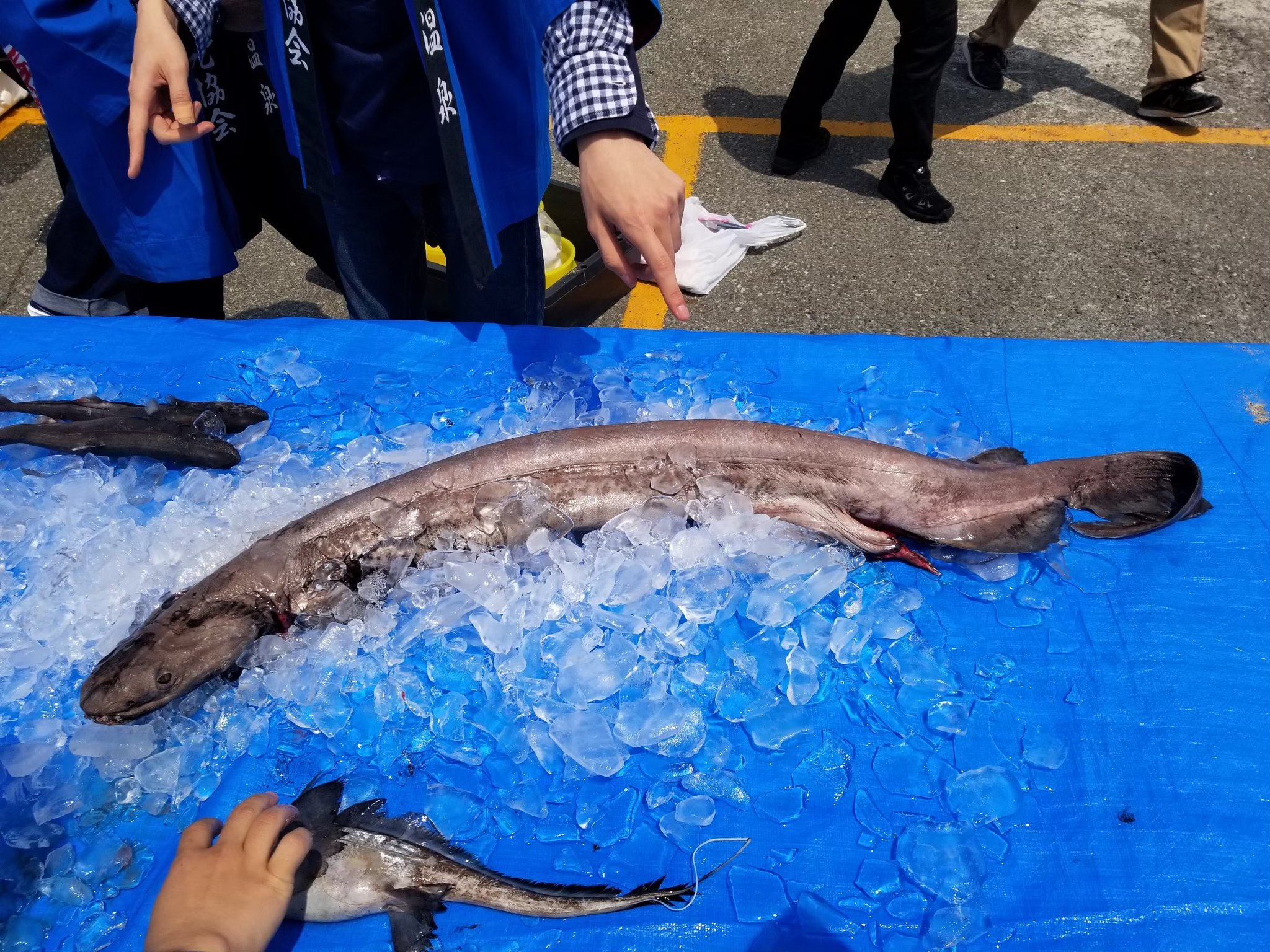 Shark Amazing Project 5 ギンザメ Chimaera Phantasma 先ほど鉄腕 Dashで紹介されていましたね 名前にサメと付きますが こちらは全頭亜綱の軟骨魚 一般的なサメは板鰓亜綱ですので 正確にはサメとは別の魚です 雄の頭部には交接の際に使用する