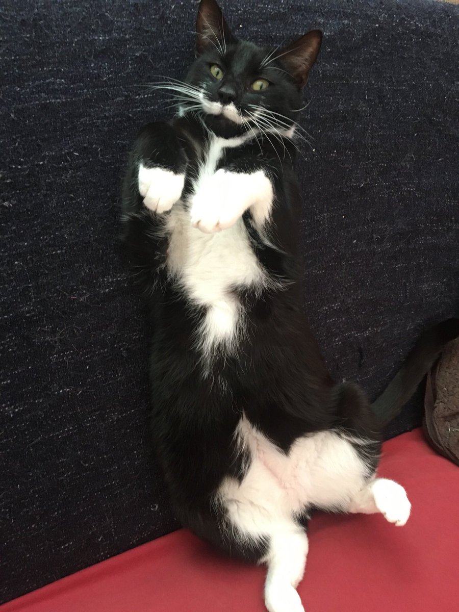 Woke up this morning and felt the world was changed. But this little fluffy monkey helps me feel better. Hope it helps you too during these difficult times. We can make it together x #CatsOfTheQuarantine #Hercules