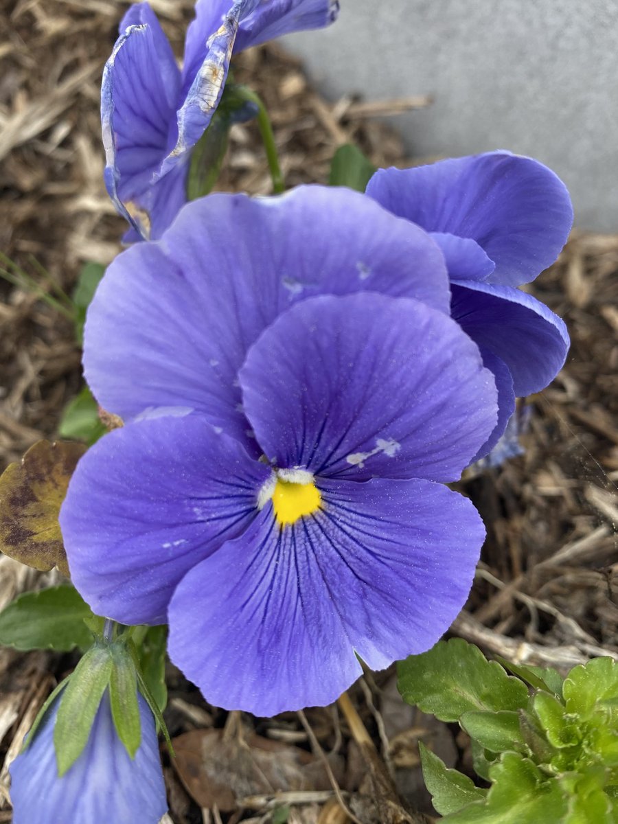 clevinson4's tweet photo. #partsofaflower @wilburn_es 2ndgraders can you see it? https://t.co/8Viyju81gE