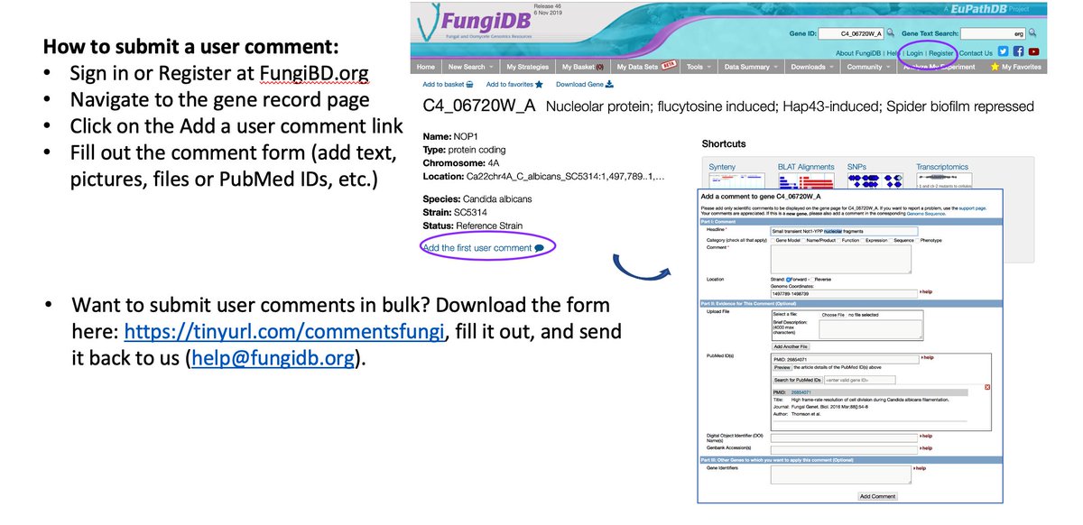 @teresa_omeara <a href="/elizabethpolvi/">Elizabeth (she/her)</a> <a href="/yeastgenome/">SGD Project @yeastgenome@genomic.social (bsky too)</a> You know it! User comments is the fastest way to improve genome quality &amp; showcase relevant publications/data. Tag a friend to spread the word😀Have some time? Fill out #fungidb user comments bulk form,send it back to us &amp; we will do all the work for you: tinyurl.com/commentsfungi
