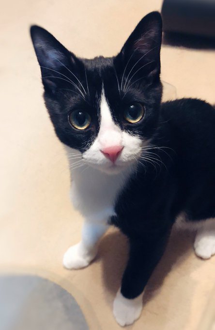 動物,犬,猫,しつけ,飼い方,育て方,病気,健康