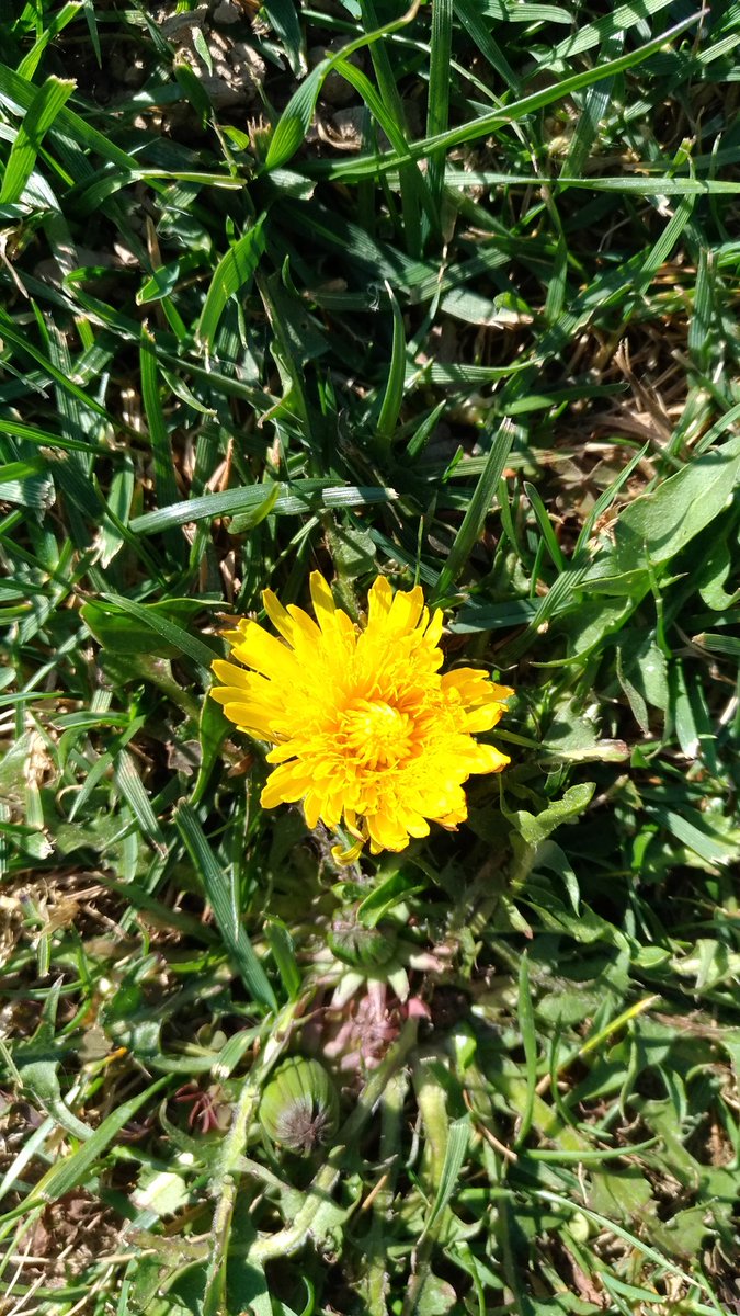 Primo fiore giallo in giardino
#giallogiulio 
#veritapergiulioregeni