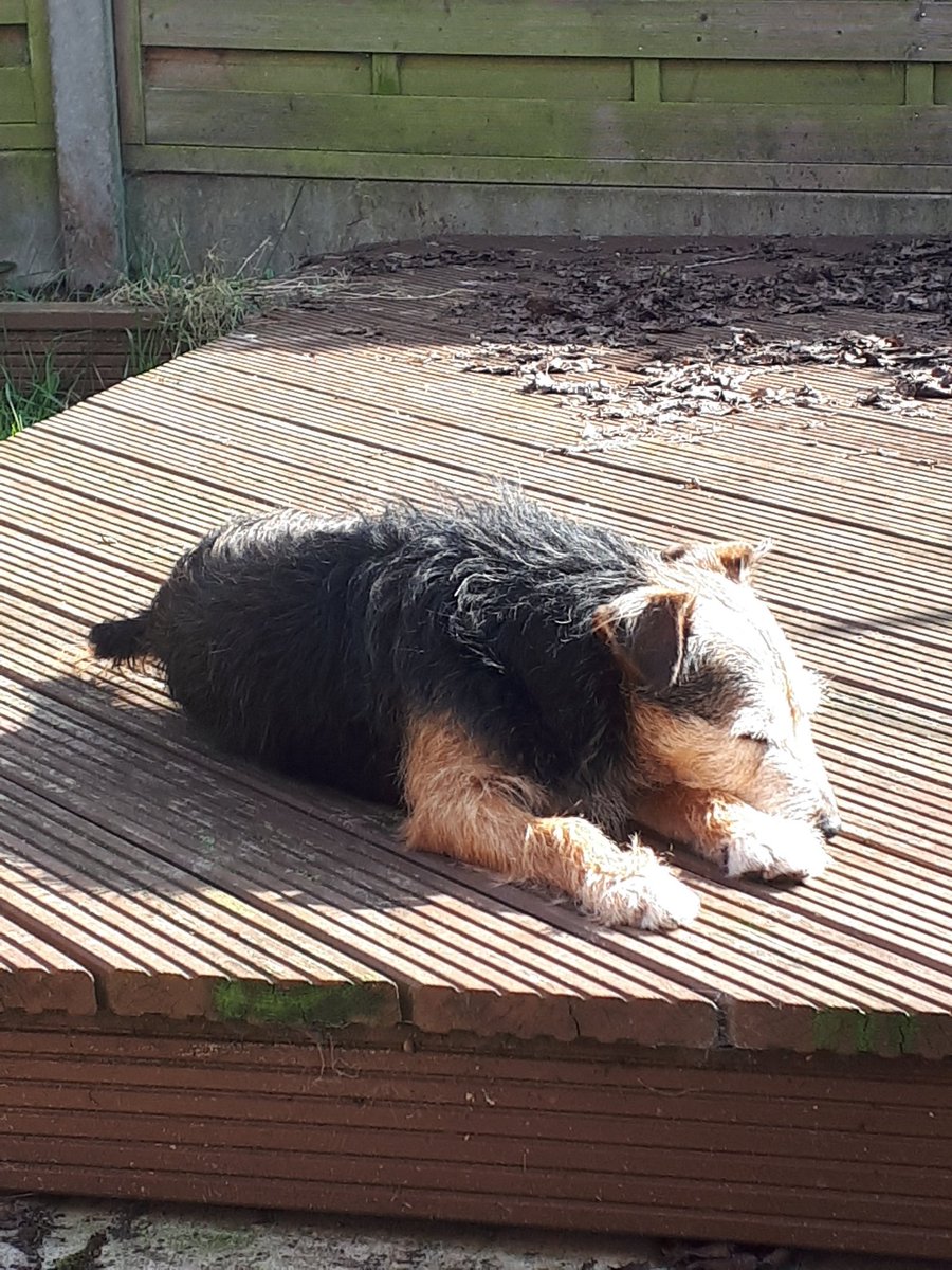 I might still have to go to work, but with Laura working from home, it at least means Harry can do what he loves most and that's lying in whatever bit of sun he can find 
