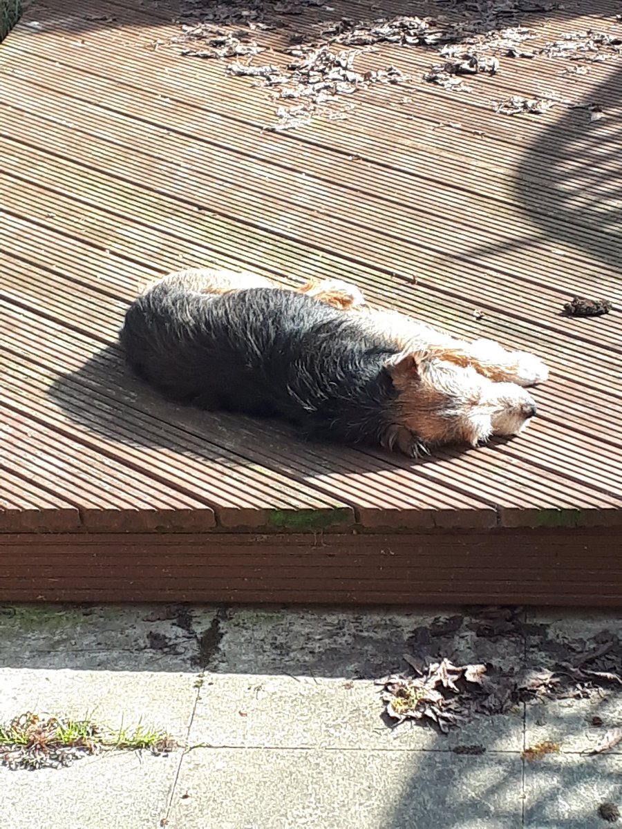 I might still have to go to work, but with Laura working from home, it at least means Harry can do what he loves most and that's lying in whatever bit of sun he can find 