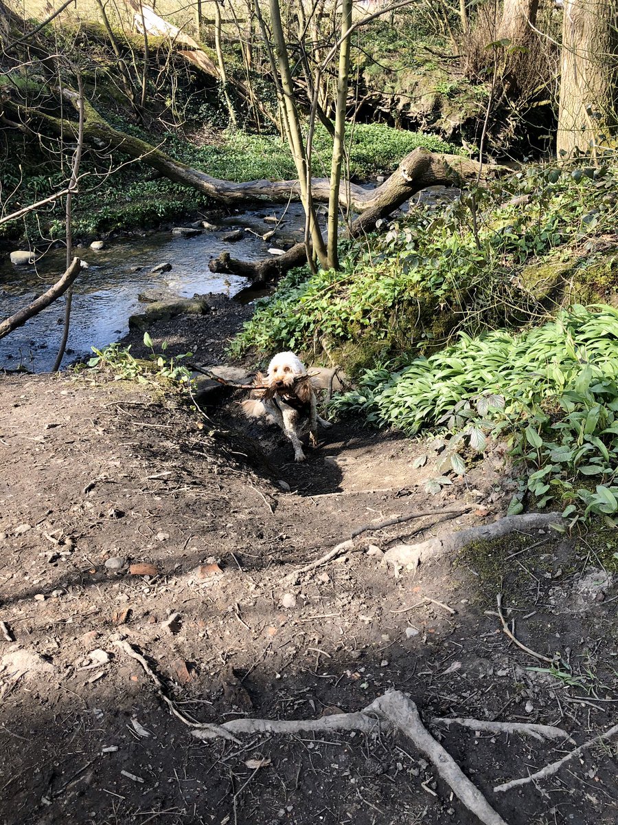 Arlo_TherapyDog's tweet photo. We made it to the stream!! There wasnโt enough water for swimming, but I did have a good paddle and found some excellent sticks!! #staysafe #mindfulness #exerciseisimportant #schooldog #therapydog #cockapoo https://t.co/NTTBQpDgfH
