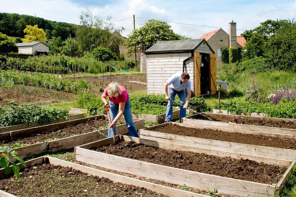 DaveGoulson's tweet photo. Some good news for allotmenters!
Michael Gove MP stated this morning on the TV that going to and tending your allotment was considered exercise and therefore allowable under the current more stringent rules for slowing the spread of the coronavirus :) https://t.co/mz651J1eU5