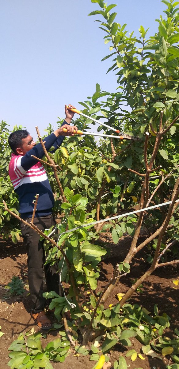 FarmRukmini's tweet photo. Guava summer prunning and management
#guava #guavafarming #farmersmarket #farmer #agriculture https://t.co/HZ2NUSN3HQ