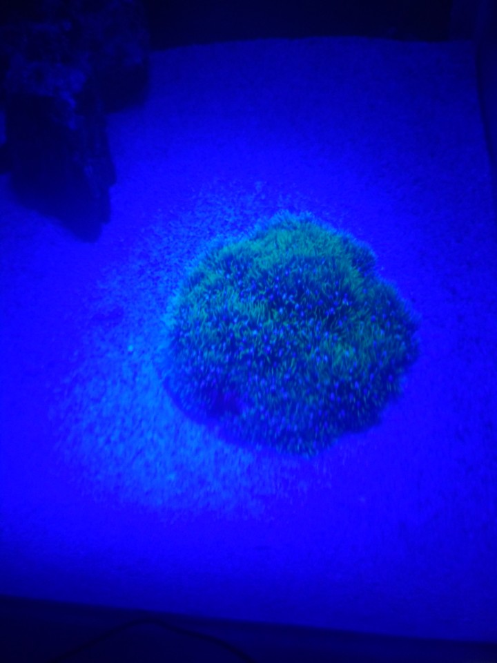 Indre16391926's tweet image. Masih kosong 

#pujon batuu